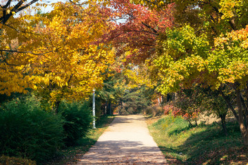 Street and colorful leaves of autumn season in the park.