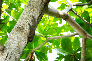  A squirrel on a tree frog on leaf