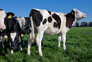 Naklejka na ściany i meble Cows in meadow. Farming. The Netherlands.
