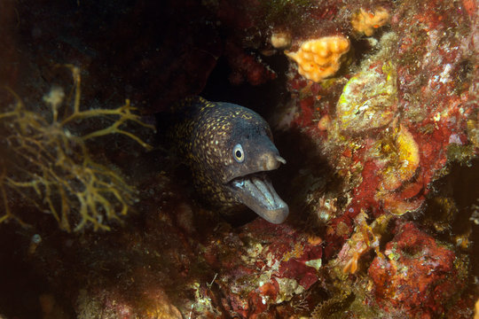 The Mediterranean moray (Muraena helena) from Telascica Nature park, Croatia