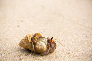 hermit crab on the beach
