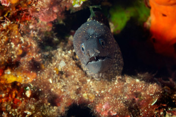 The Mediterranean moray (Muraena helena) from Telascica Nature park, Croatia