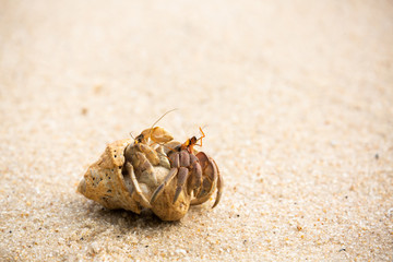 hermit crab on the beach