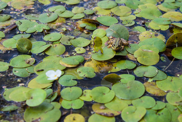 a white water Lily blooms on the lake surrounded by green leaves and a green frog sits on them
