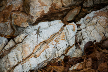 iguana bark of a tree
