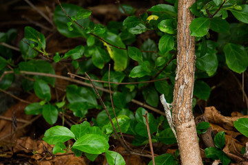 iguana green leaves of a tree