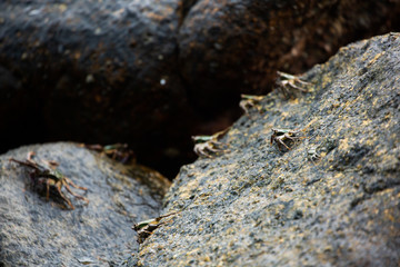 MUSK CRAB stones in water
