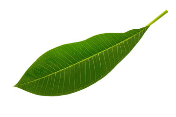 Obraz premium Closeup image of tropical green leaf isolated at white background.