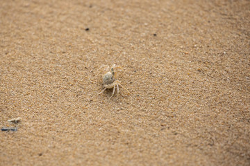 crab on the beach