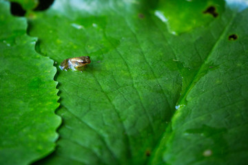 baby  frog on Lotus leaf