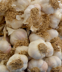 organic garlic in the market