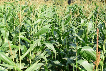 Obraz premium corn in a field