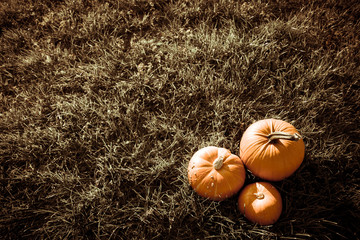 big orange pumpkin in the field