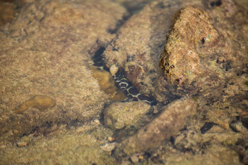 turtle in sand Hydrophiinae 