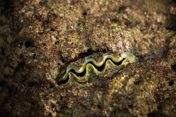 fish on coral reef Giant clam