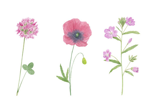 Watercolor hand drawn botanical set illustration with wild field or meadow pink flowers  willowherb epilobium (fireweed), poppy and  clover (trifolium) isolated on white background.