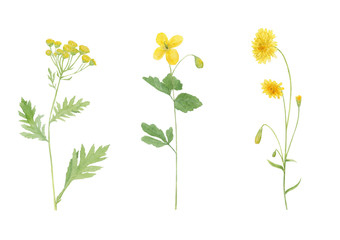Watercolor hand drawn botanical set illustration with wild field or meadow yellow flowers  crepis tectorum, tansy and celandine isolated on white background