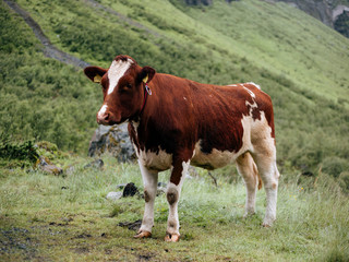 cow on the way to Trolltunga