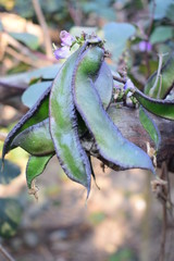 beans in a bean tree