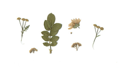 background of leaves and flowers