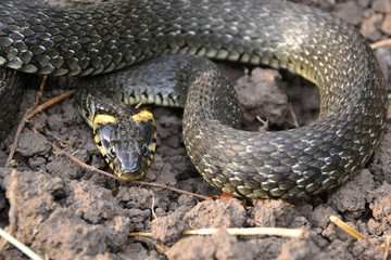 grass snake natrix natrix