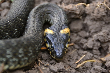 grass snake natrix natrix