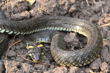 grass snake natrix natrix