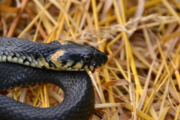 grass snake natrix natrix