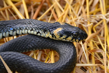 grass snake natrix natrix