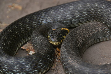 grass snake natrix natrix