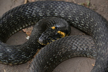 grass snake natrix natrix