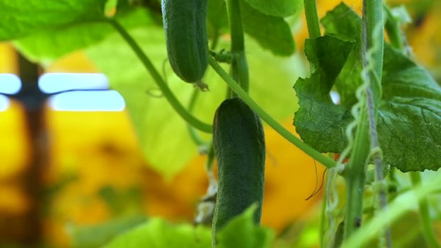 bed of cucumbers at sunset. Plants without GMOs. Vegetarians food. Square cropping Two green not large cucumbers on bush against the background of a bed. Blooming branches of cucumber above ground