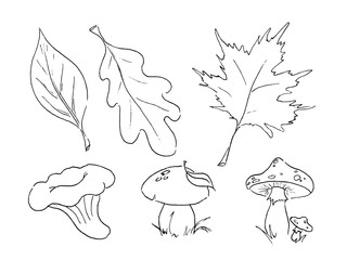 Hand drawn vector autumn set of leaves and mushroom line art isolated on white background.