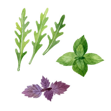 Arugula leaves, violet and green basil leaves isolated on white background. Watercolor illustration, handdrawn clipart.