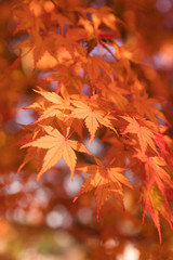 昭和記念公園の美しい紅葉