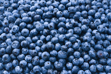Fresh blueberry background. Texture blueberry berries close up.