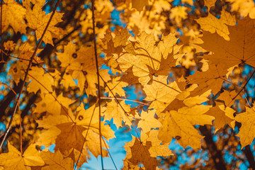 Yellow leaves and blue sky, natural autumn natural background. Seasonal foliage on tree branches.