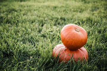 big orange pumpkin in the field