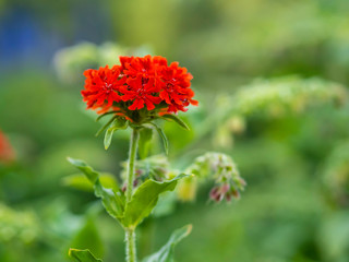 Scarlet red flower of Burning love (Lychnis chalcedonica) blooming in a garden, close up photo with selective focus