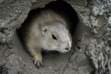 プレーリードッグ