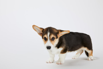 cute welsh corgi puppy looking at camera on white background