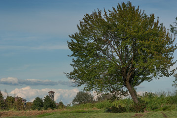 albero in campagna all'inizio dell'autunno