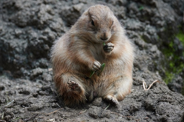 プレーリードッグ