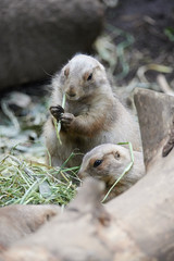 プレーリードッグ