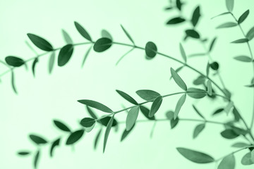 Fototapeta na wymiar Beautiful green branches on mint background.