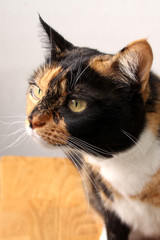 beautiful adult domestic cat with smart eyes, black, brown and white color, close-up, copy space