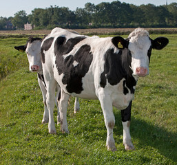 Naklejka na ściany i meble Dutch cows in meadow. Netherlands. Farming.