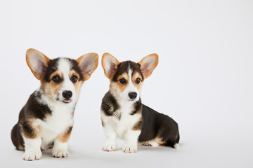 cute fluffy corgi puppies on white background