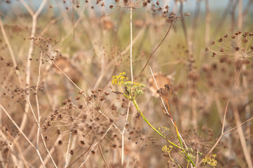 Wild Fennel