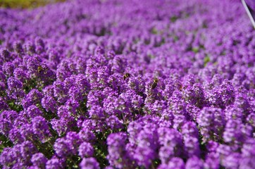 Purple carpet